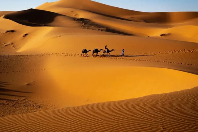Dunas y camellos en el desierto